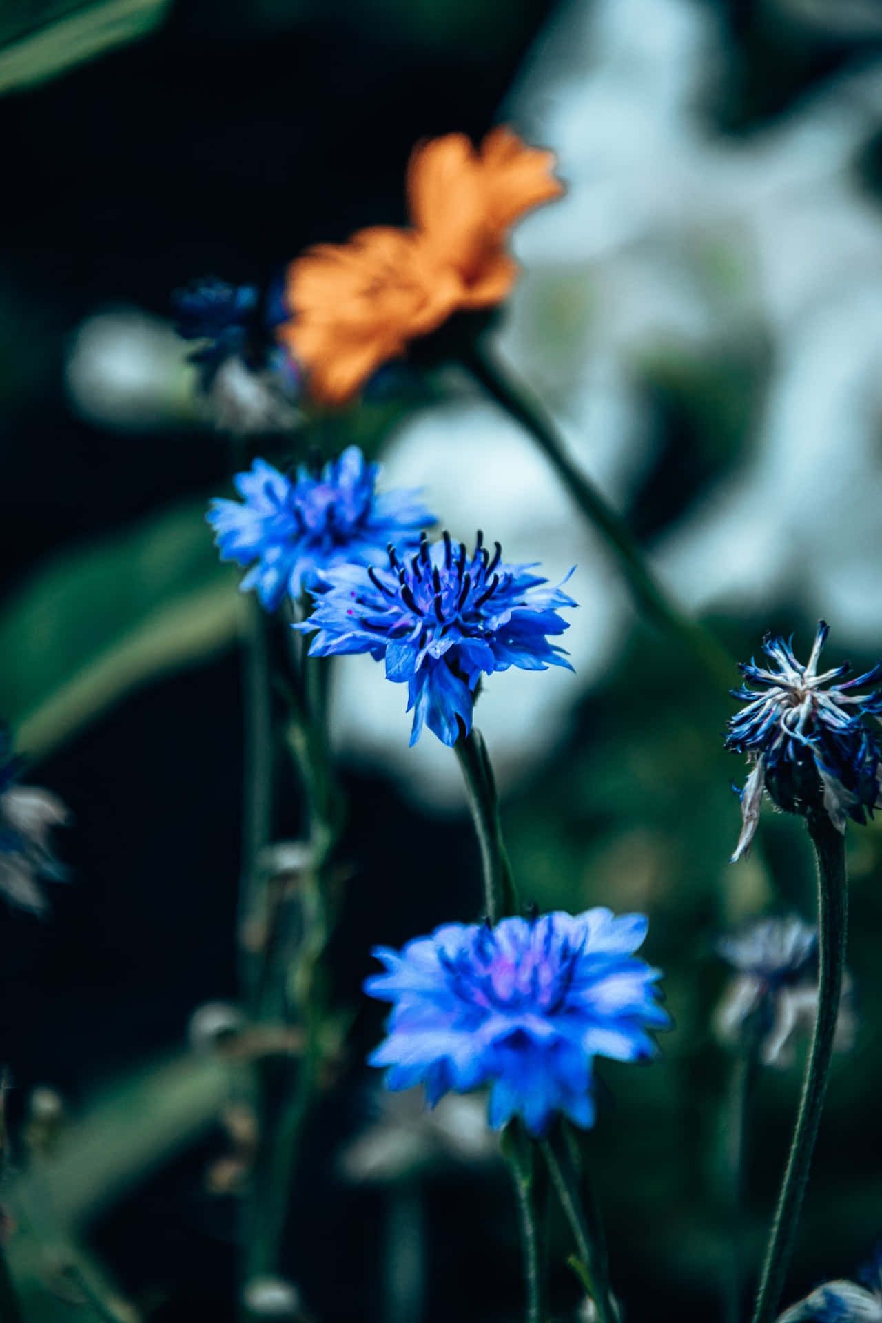 Cornflower Wallpapers - Top Free Cornflower Backgrounds - WallpaperAccess