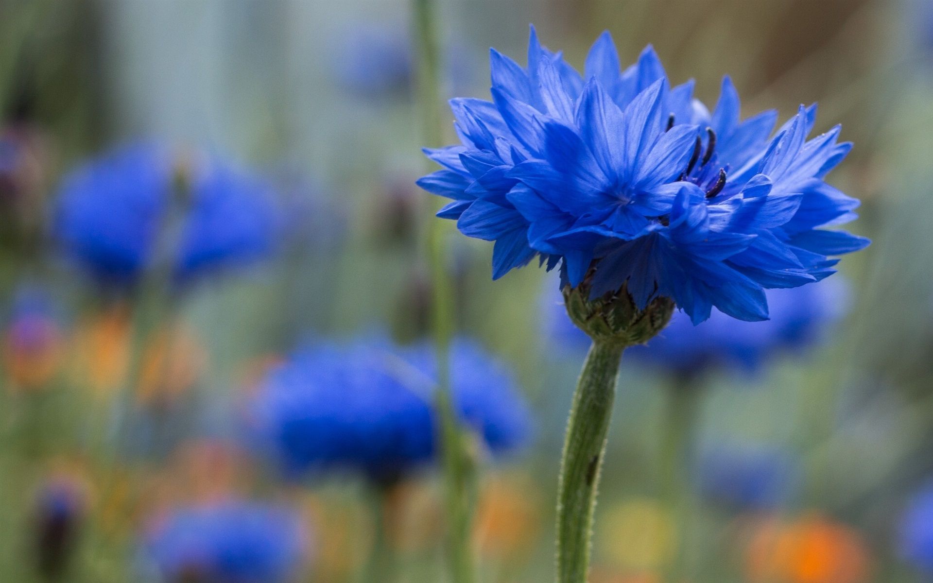 Cornflower Wallpapers - Top Free Cornflower Backgrounds - WallpaperAccess