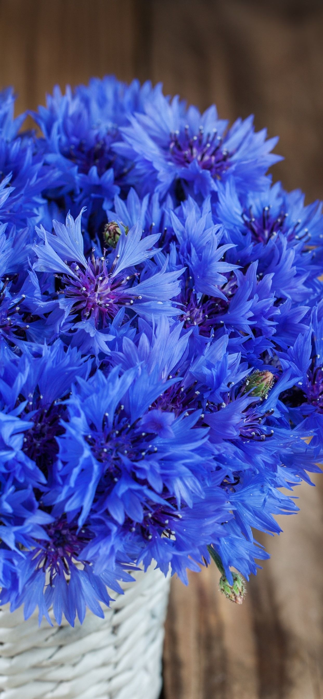 Cornflower Wallpapers - Top Free Cornflower Backgrounds - WallpaperAccess