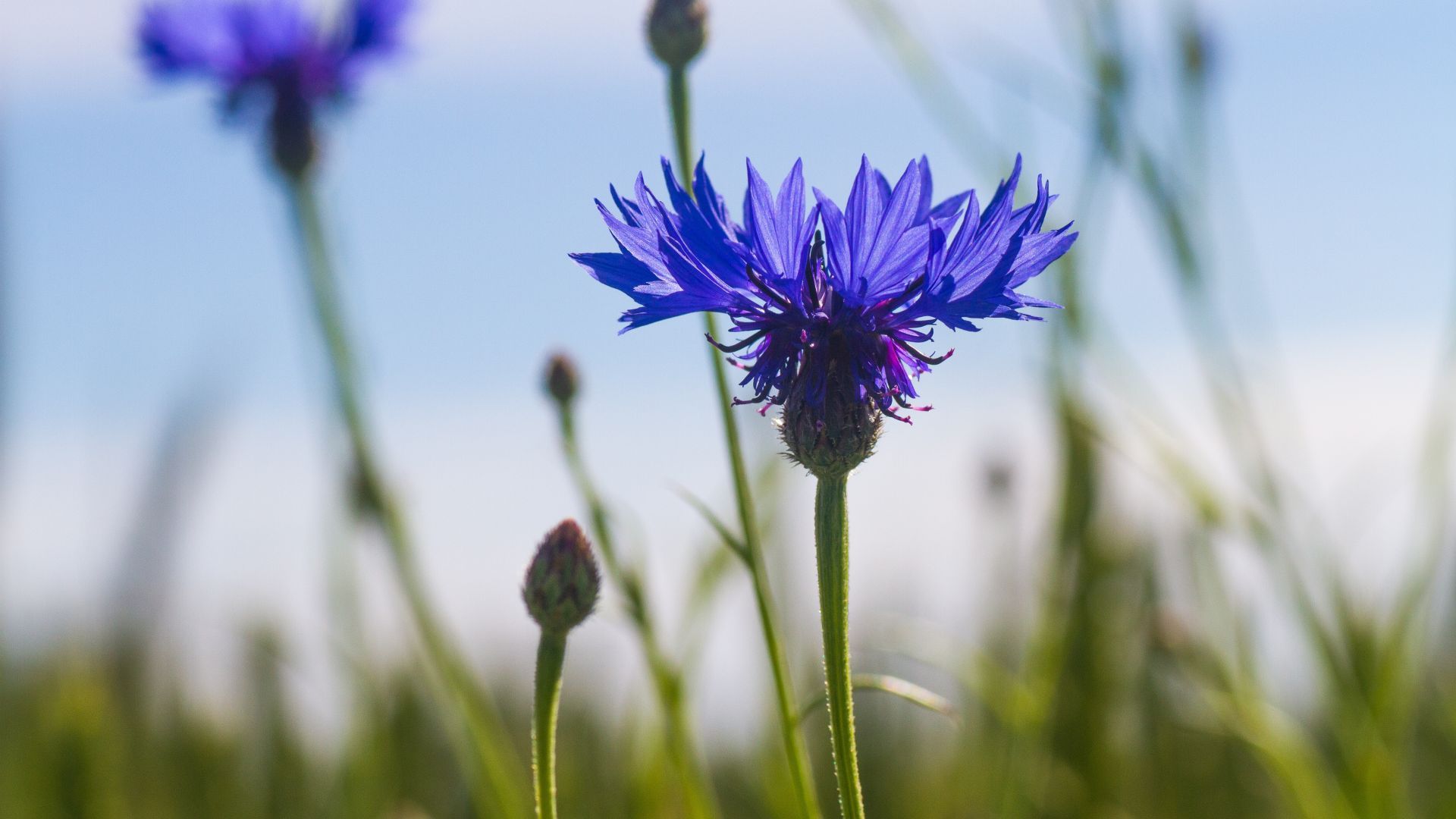 Cornflower Wallpapers - Top Free Cornflower Backgrounds - WallpaperAccess