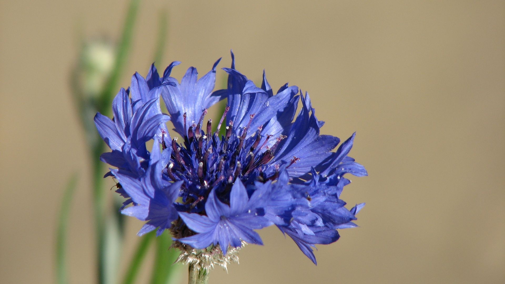 Cornflower Wallpapers - Top Free Cornflower Backgrounds - WallpaperAccess