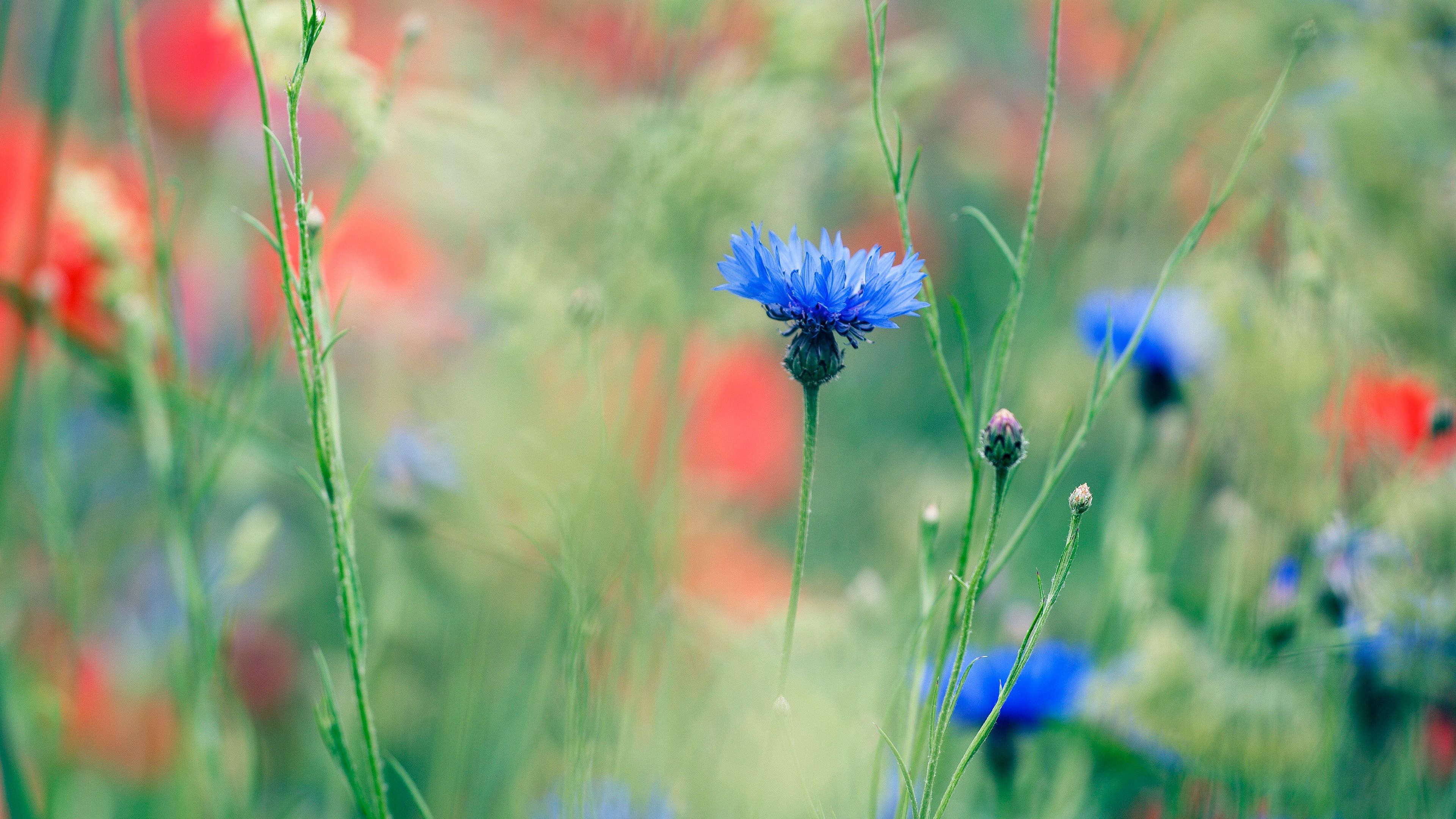 3840x2160 Nature Cornflower 4k Ultra HD Wallpaper