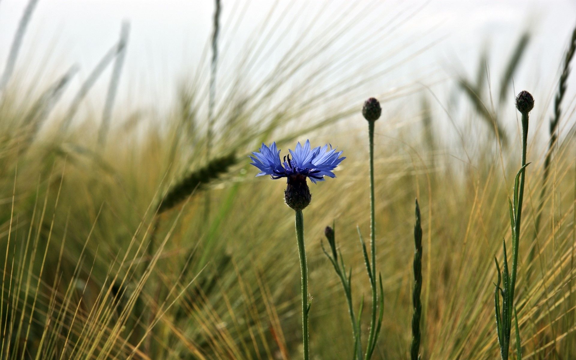 Cornflower Wallpapers - Top Free Cornflower Backgrounds - WallpaperAccess