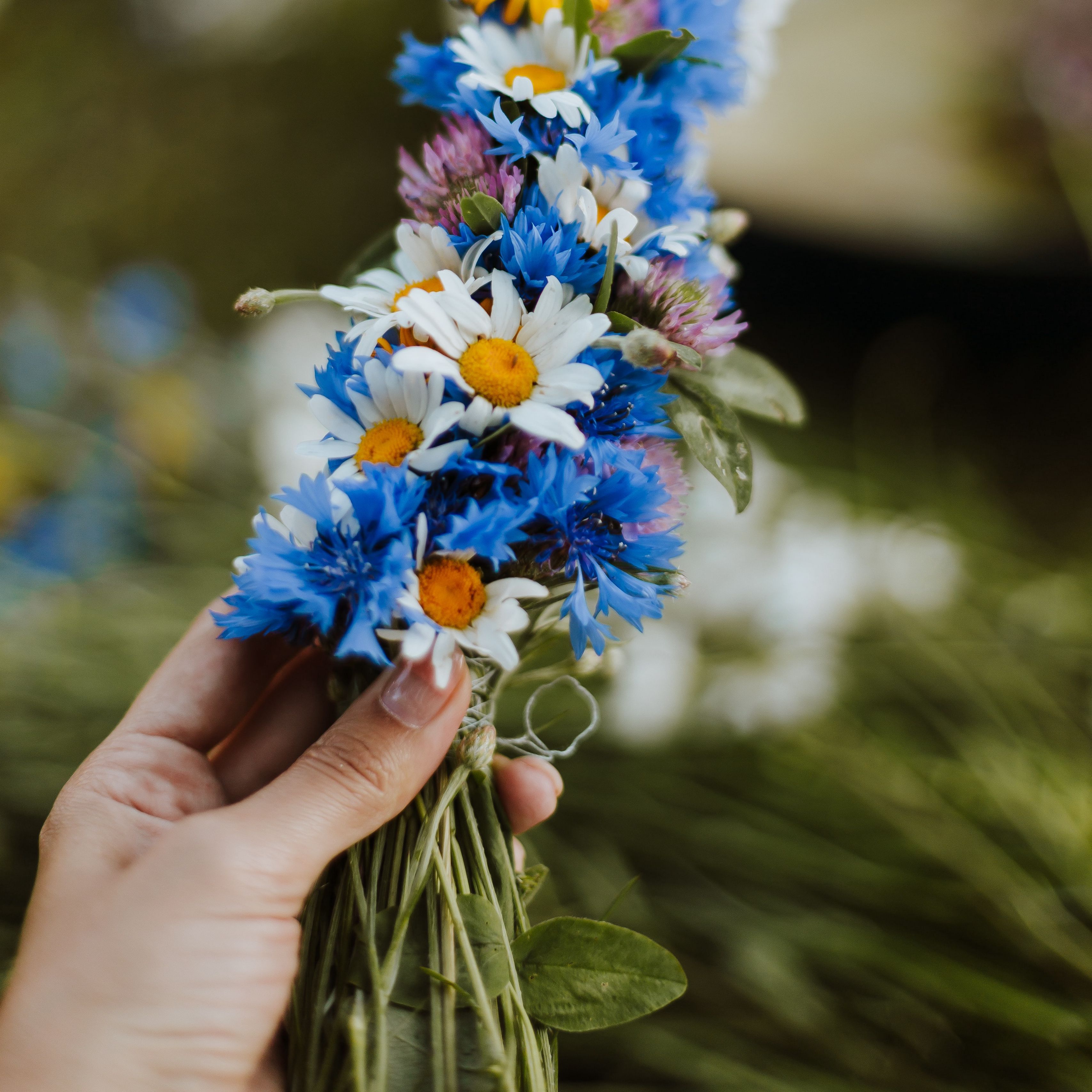 3415x3415 Download wallpaper 3415x3415 daisies, cornflower, hand, flowers, weaving ipad pro 12.9 retina for parallax HD background