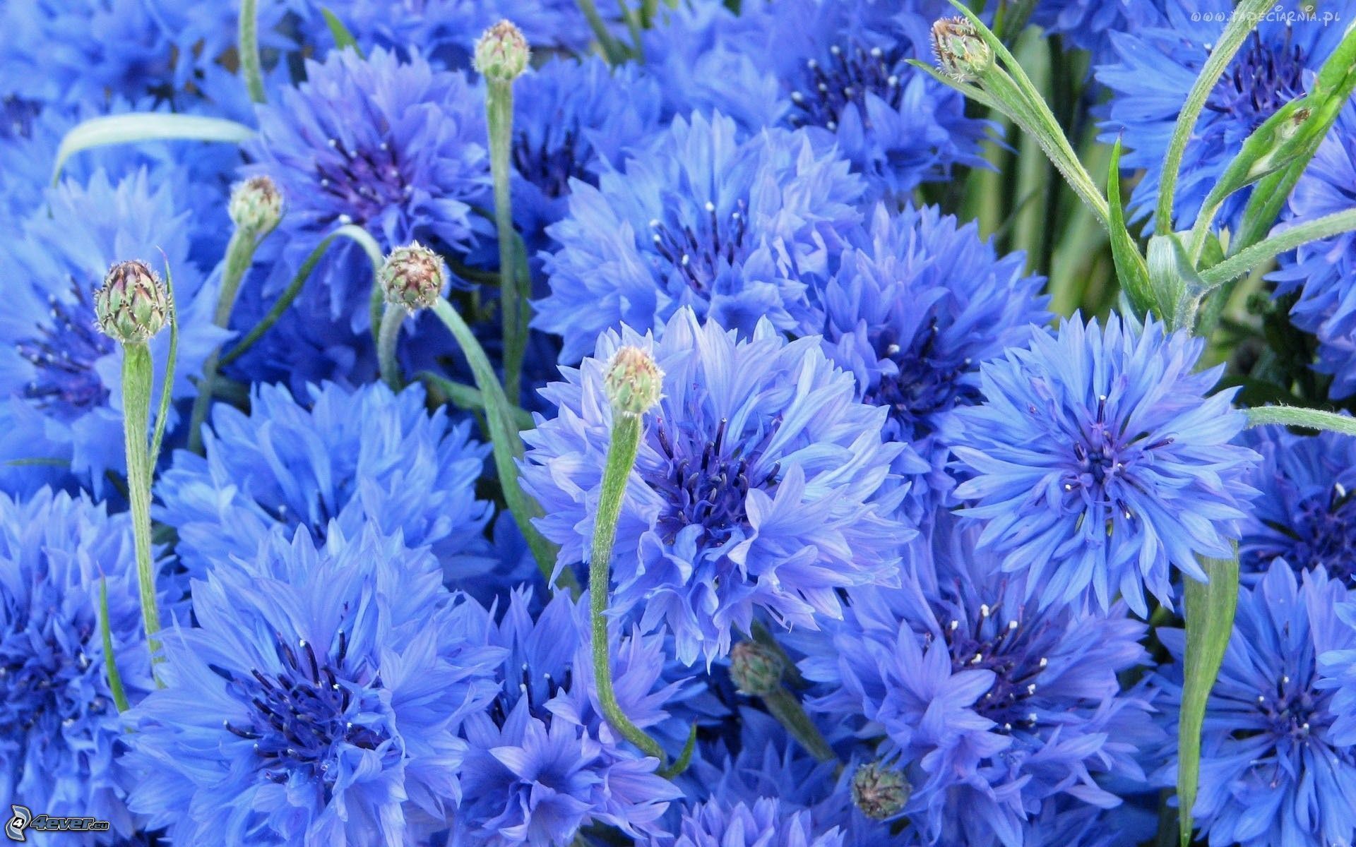 1920x1200 Cornflower