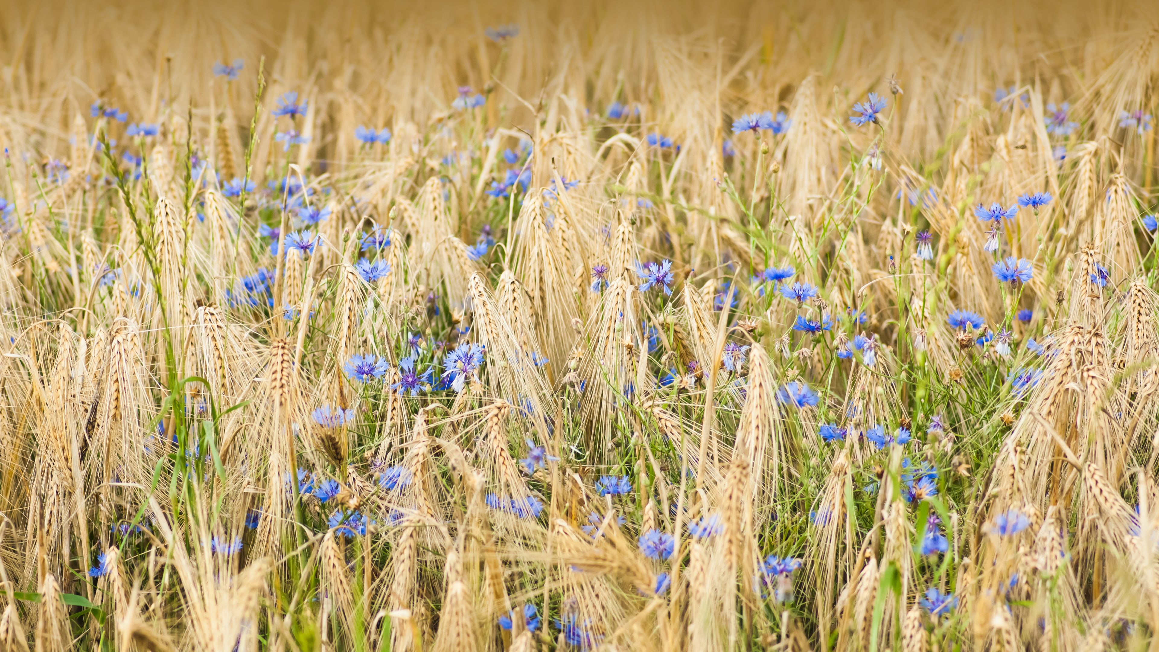 Cornflower Wallpapers - Top Free Cornflower Backgrounds - WallpaperAccess