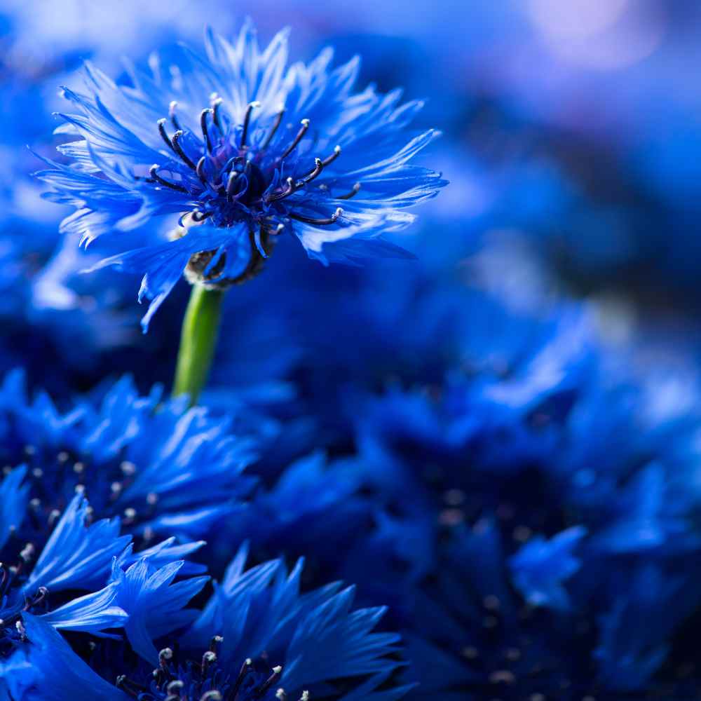 Cornflower Wallpapers - Top Free Cornflower Backgrounds - WallpaperAccess