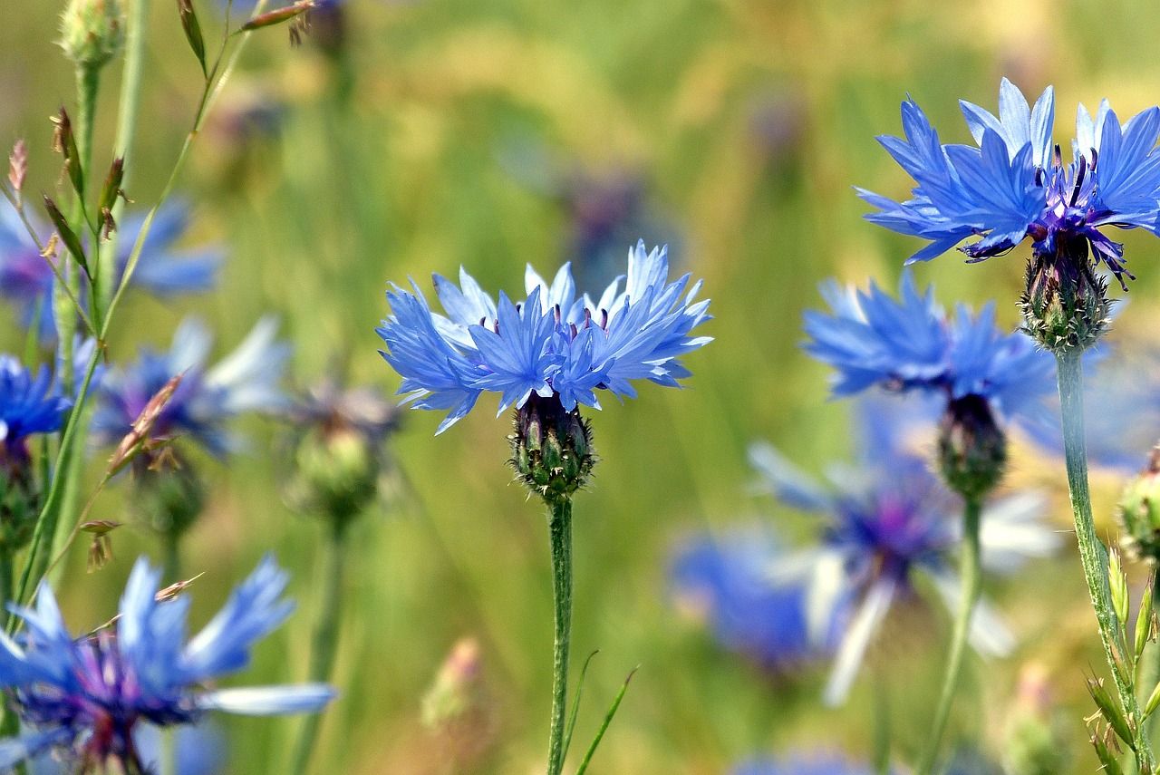 Cornflower Wallpapers - Top Free Cornflower Backgrounds - WallpaperAccess