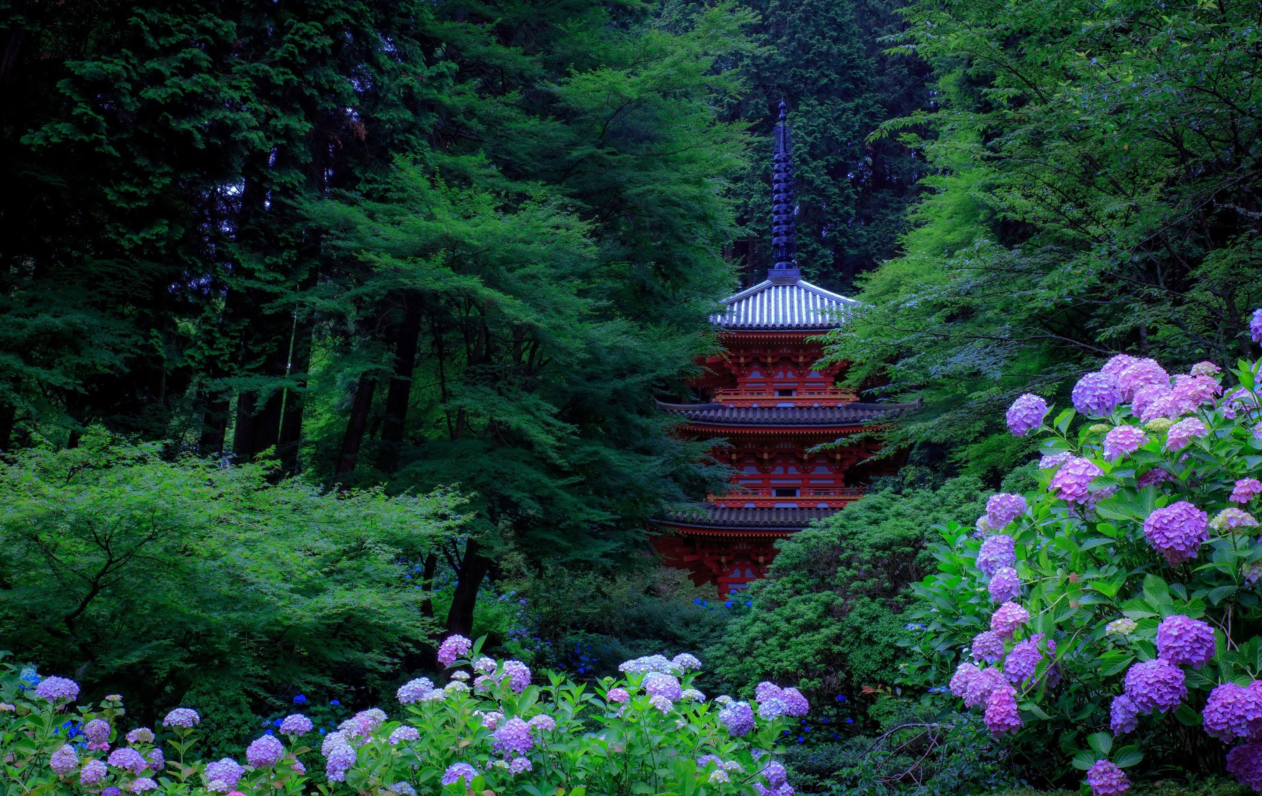 4200x2650 Flowers: Hydrangea Trees Gardens Kyoto Nature Japan Pagodas HD