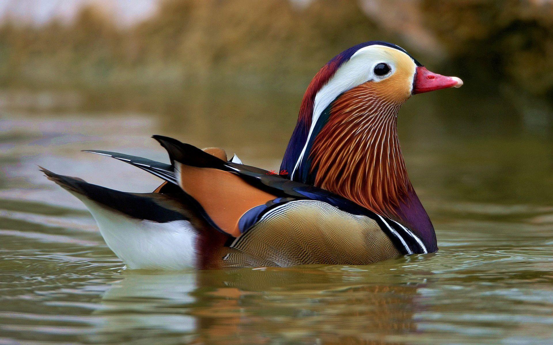 1920x1200 Wallpaper.wiki Download Free Drake Waterfowl Photos PIC WPB007889