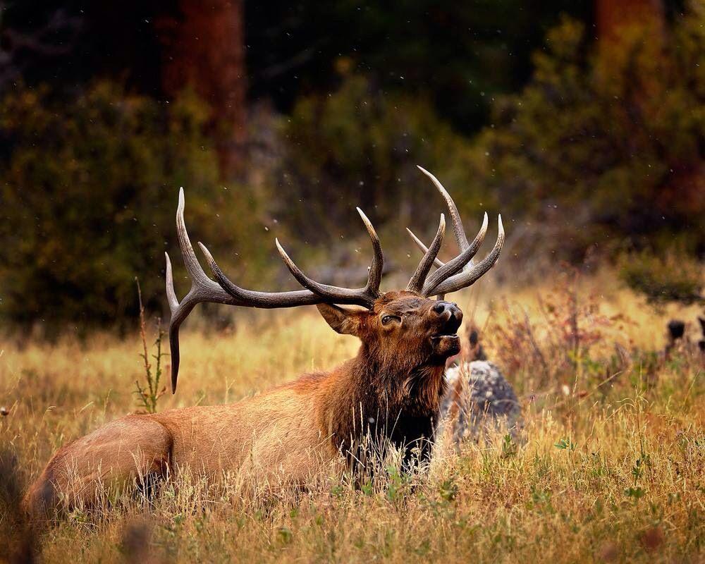 Bull Elk Wallpapers - Top Free Bull Elk