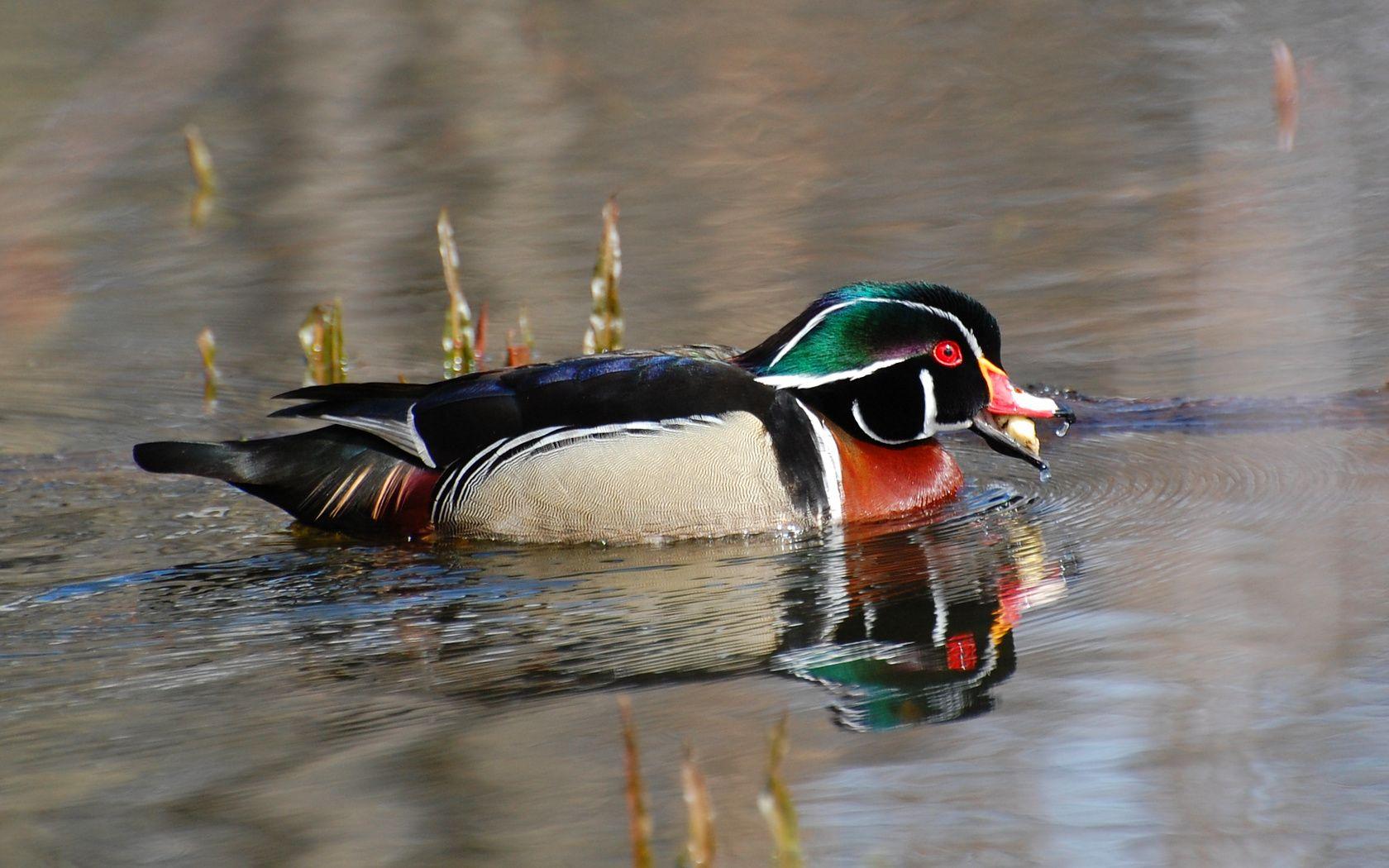 1680x1050 Drake Waterfowl Wallpaper Area 1280×1024 Waterfowl