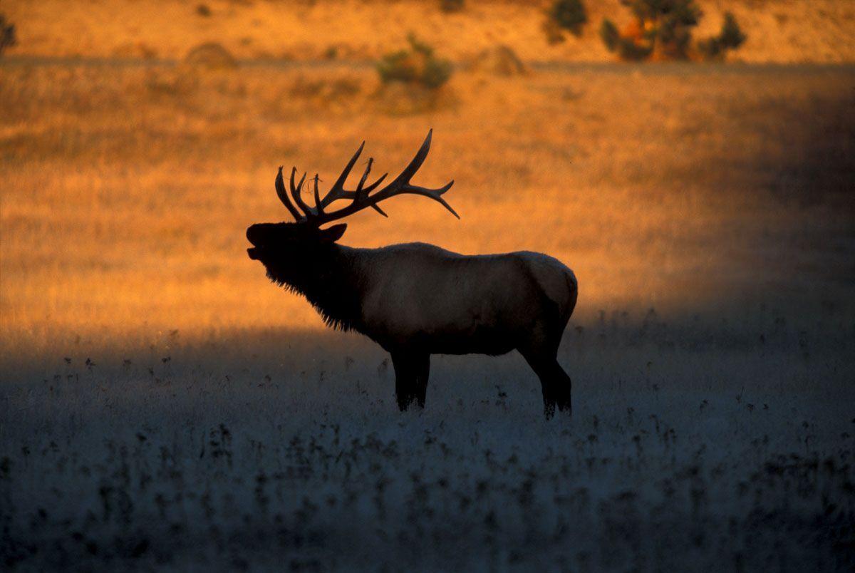 Bull Elk Wallpapers - Top Free Bull Elk Backgrounds - WallpaperAccess