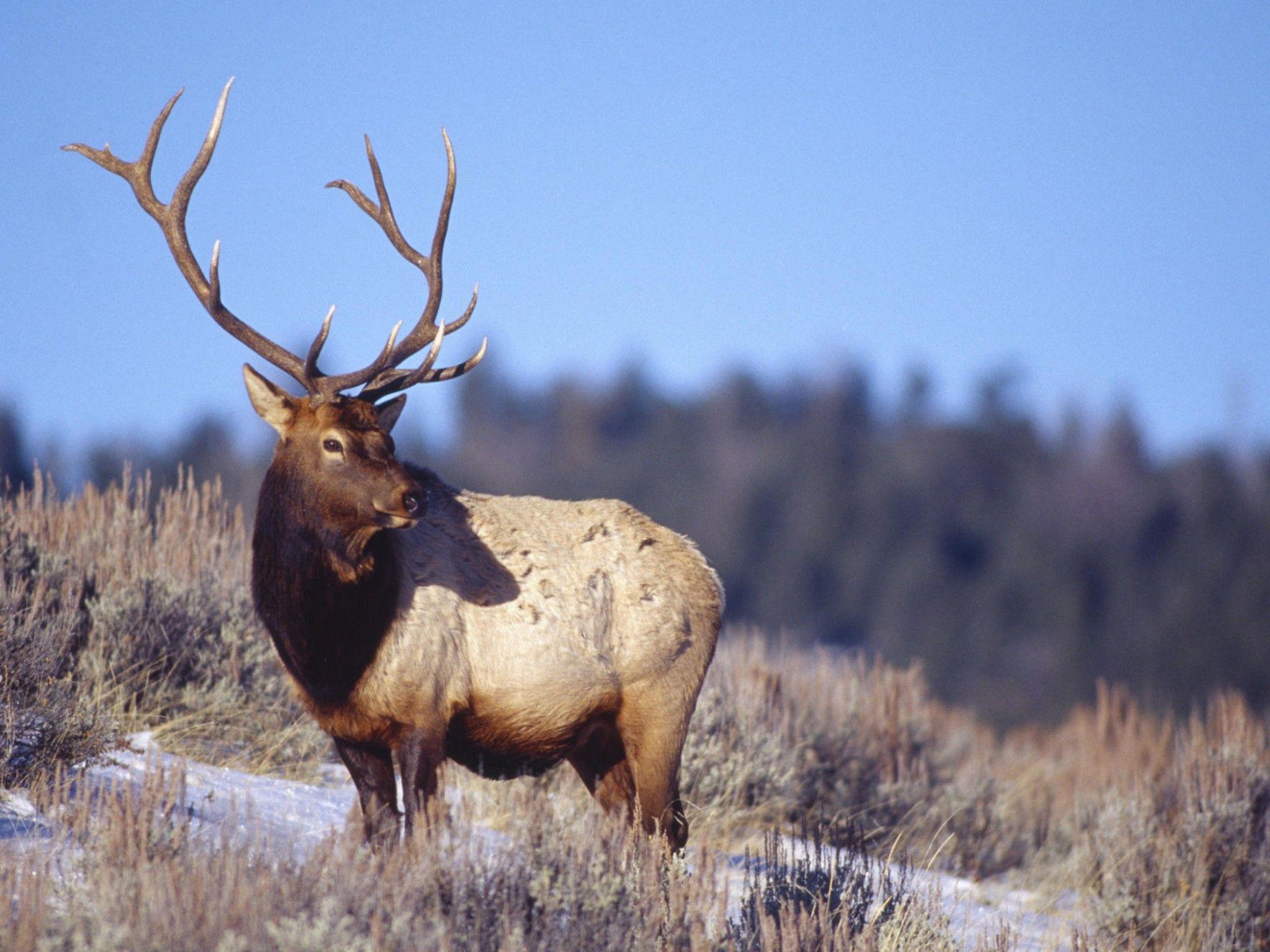 Bull Elk Wallpapers - Top Free Bull Elk Backgrounds - WallpaperAccess