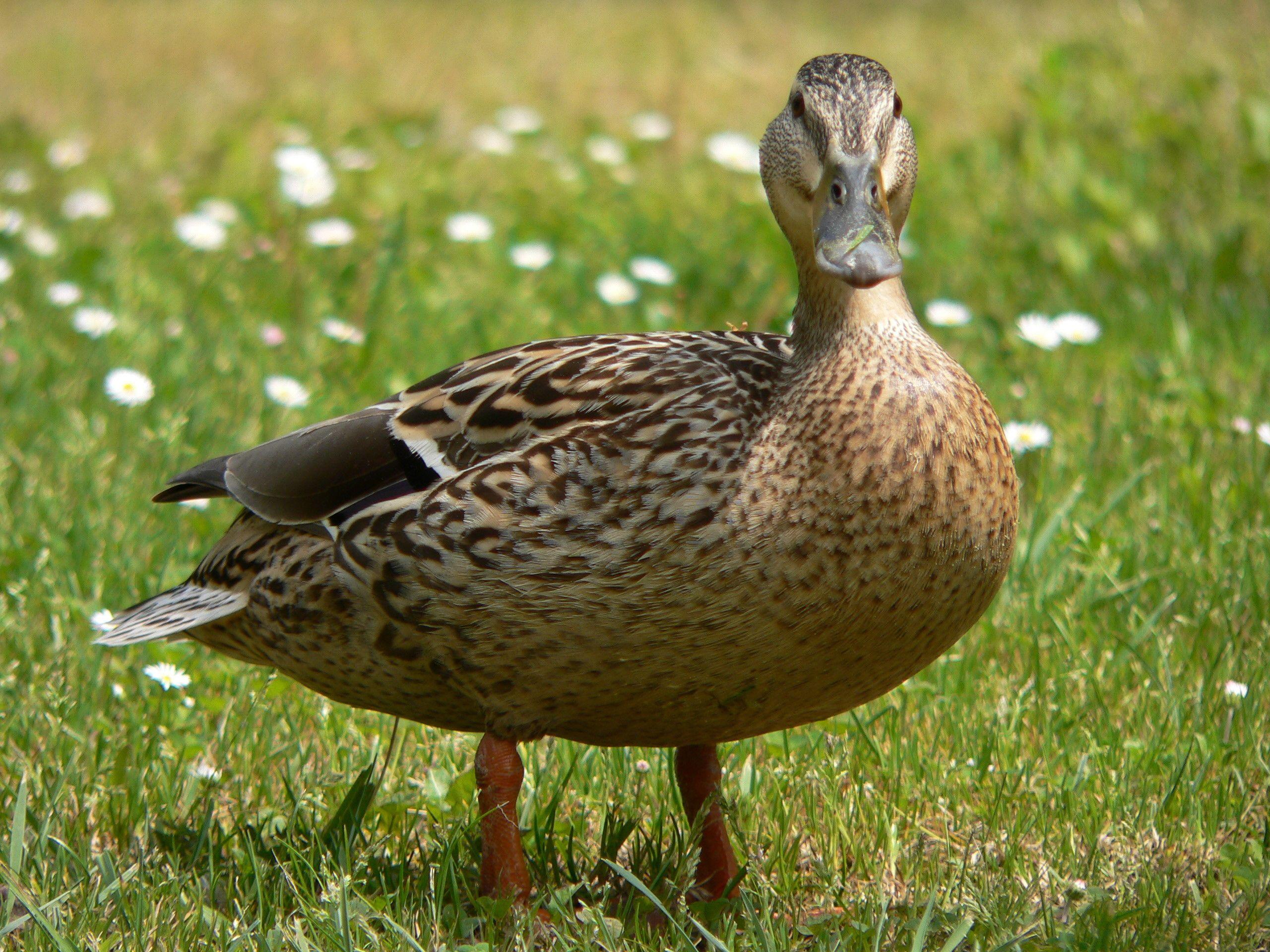 2560x1920 Drake Waterfowl Wallpaper 12 HD Wallpaper Free