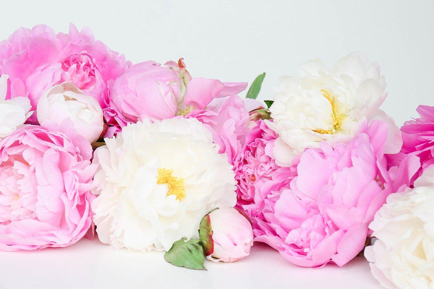 1400x933 RightPrintables  Colorful Peonies Wallpaper Tải xuống