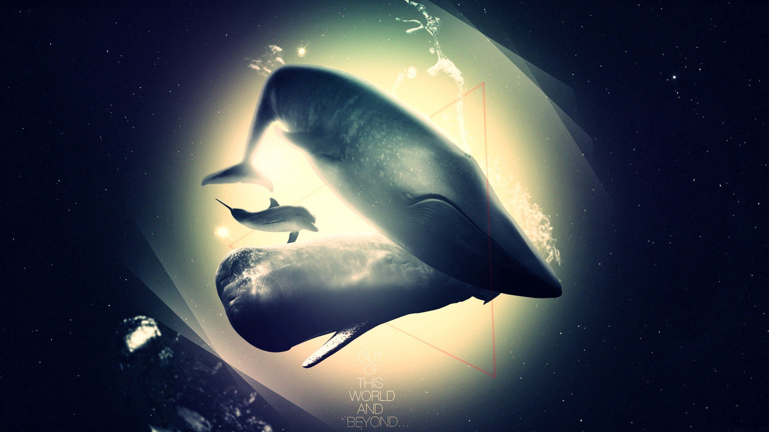 2560x1440 HD desktop wallpaper: Animals, Shine, Light, Shadow, Whale, Abyss, Dolphin download free picture