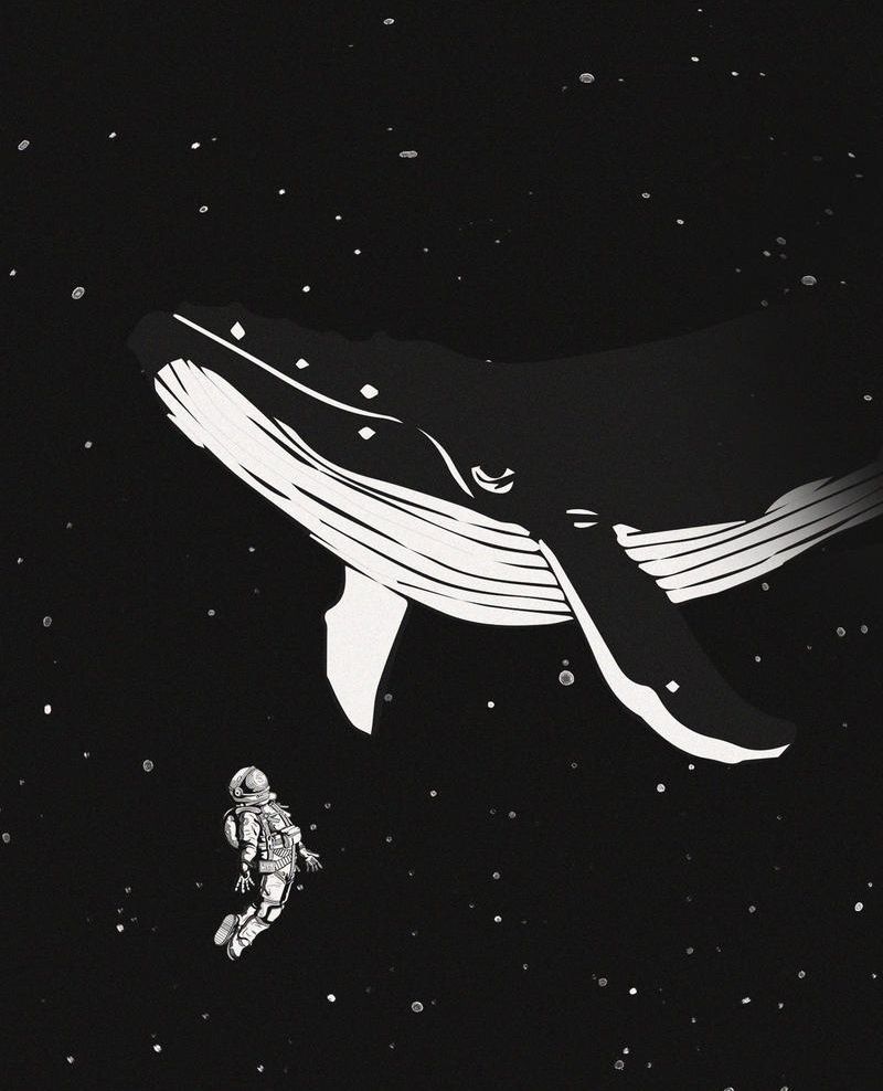 800x988 Walli