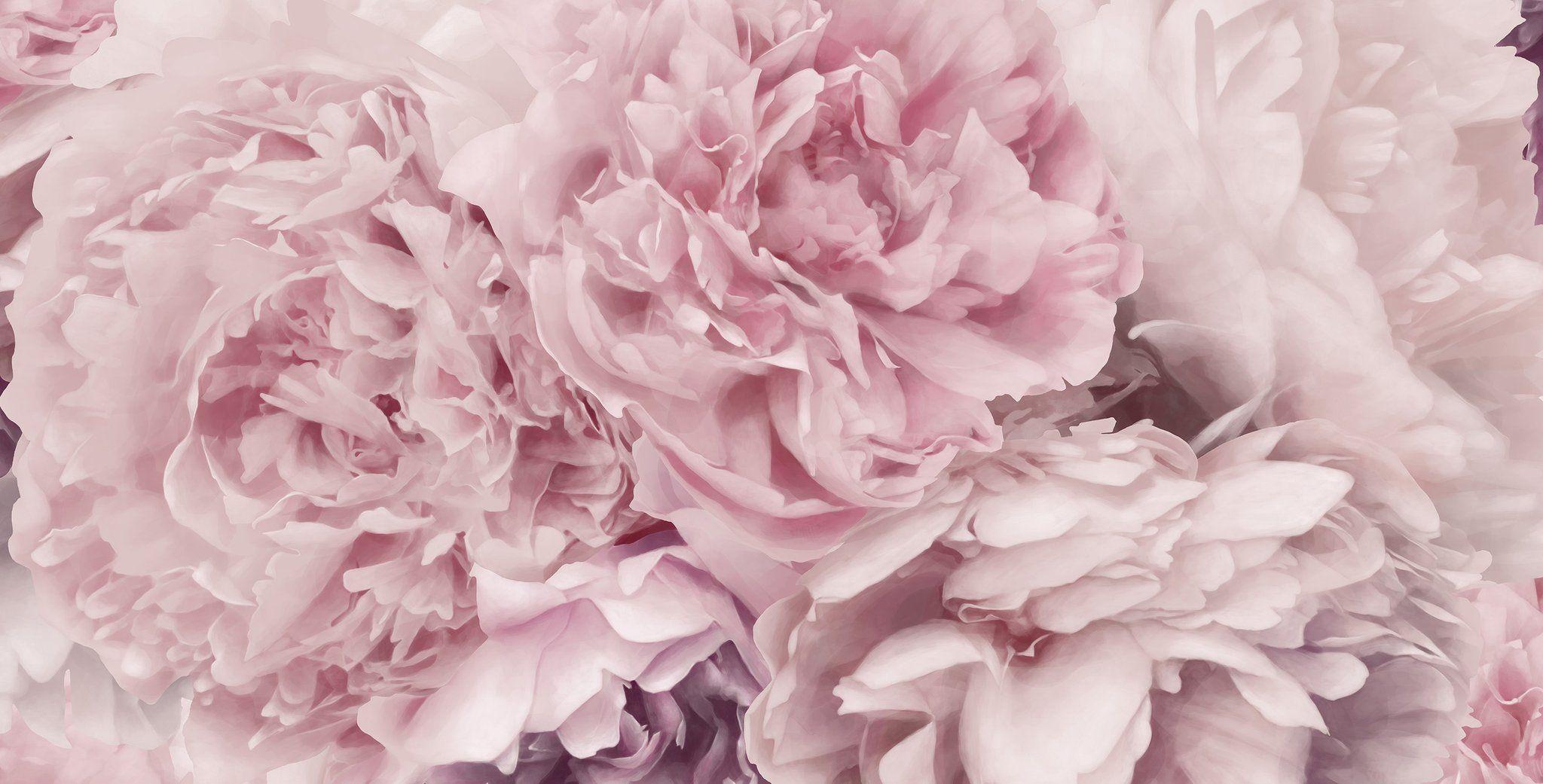Light Pink Peonies Wallpapers Top Free Light Pink Peonies Backgrounds Light Pink Peonies Wallpapers Top Free Light Pink Peonies Backgrounds
