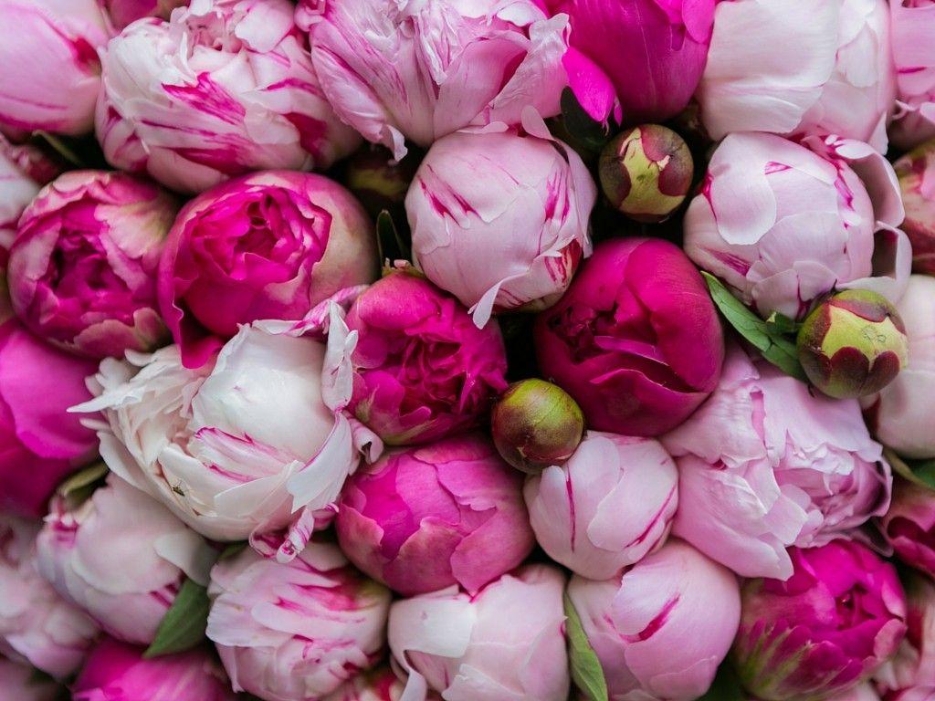 Peony Wallpapers - Top Free Peony Backgrounds - WallpaperAccess