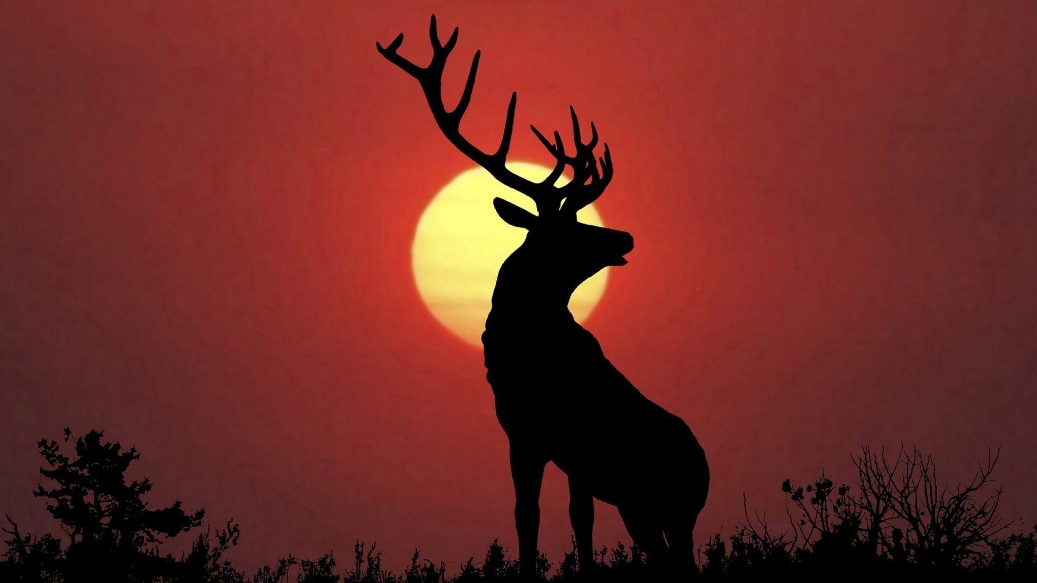 2048x1152 47++ Elk Wallpaper and Photo In 100% Quality HD For Download, B