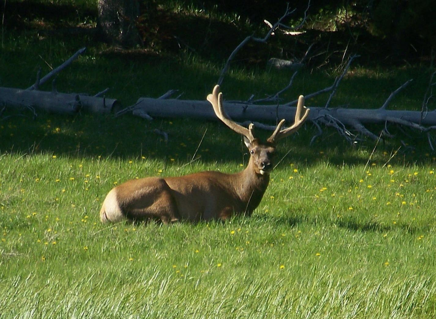 Bull Elk Wallpapers Top Free Bull Elk Backgrounds Wallpaperaccess