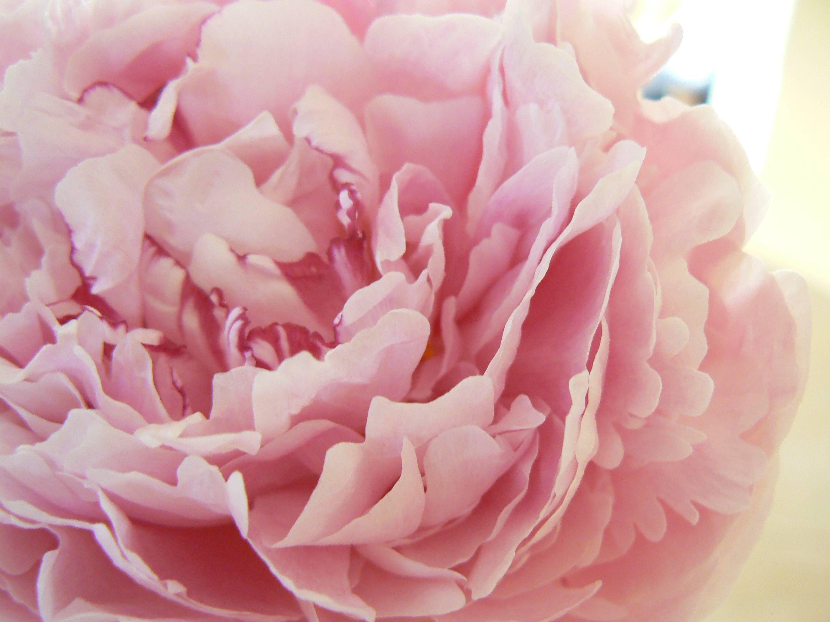 2816x2112 HD Pink Peony Wallpaper tải xuống miễn phí / Cơ sở dữ liệu hình nền.  Những bông hoa