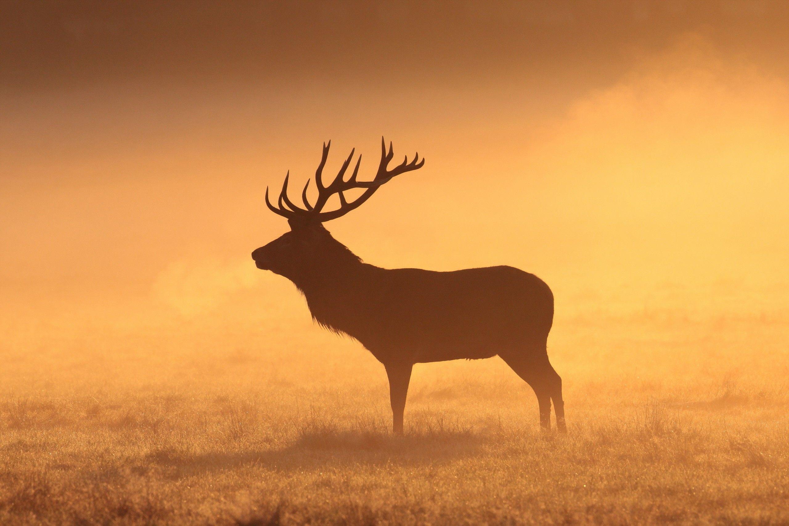 Bull Elk Wallpapers - Top Free Bull Elk Backgrounds - WallpaperAccess