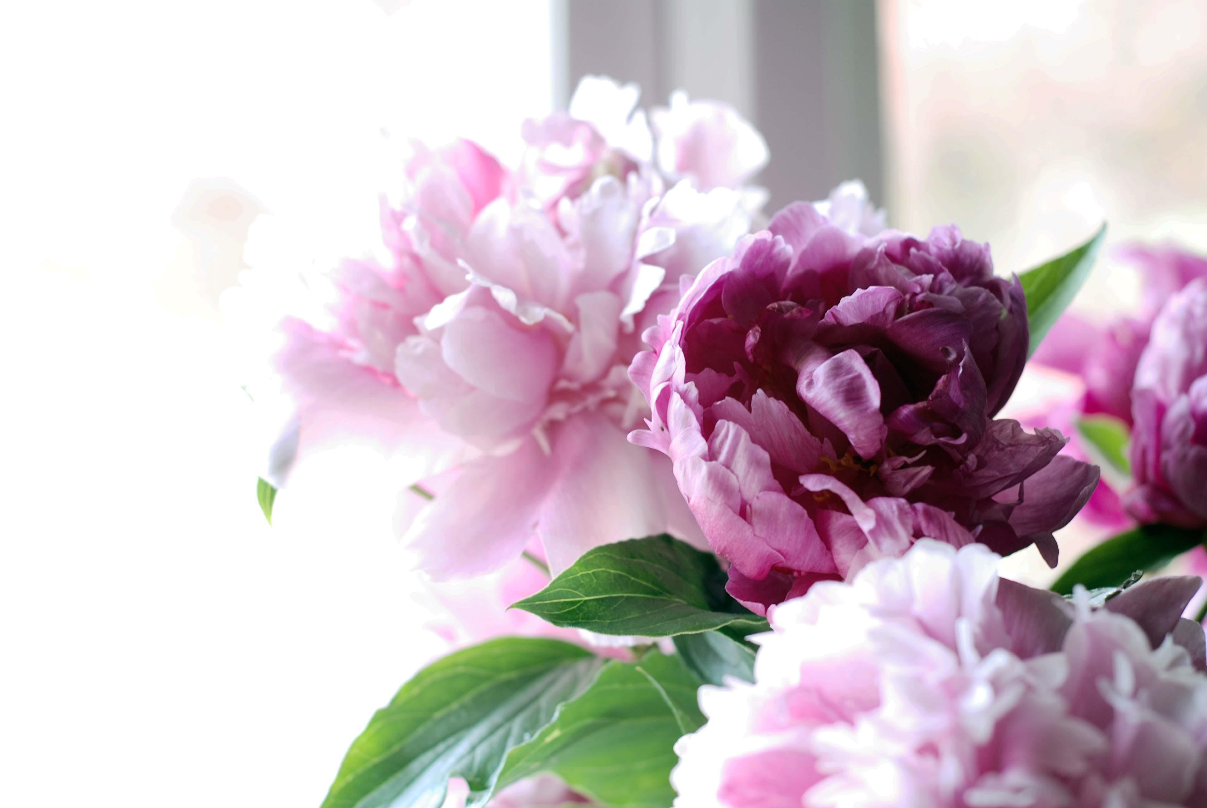 Peony Wallpapers - Top Free Peony Backgrounds - WallpaperAccess
