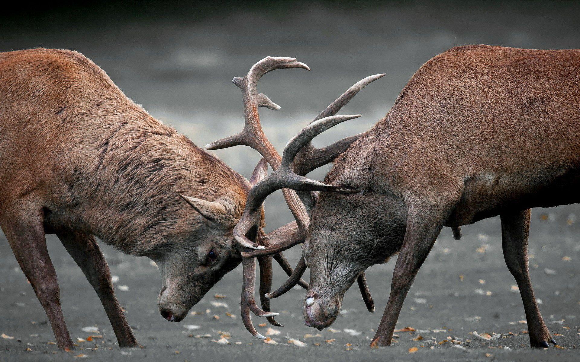 1920x1200 Elk Wallpaper