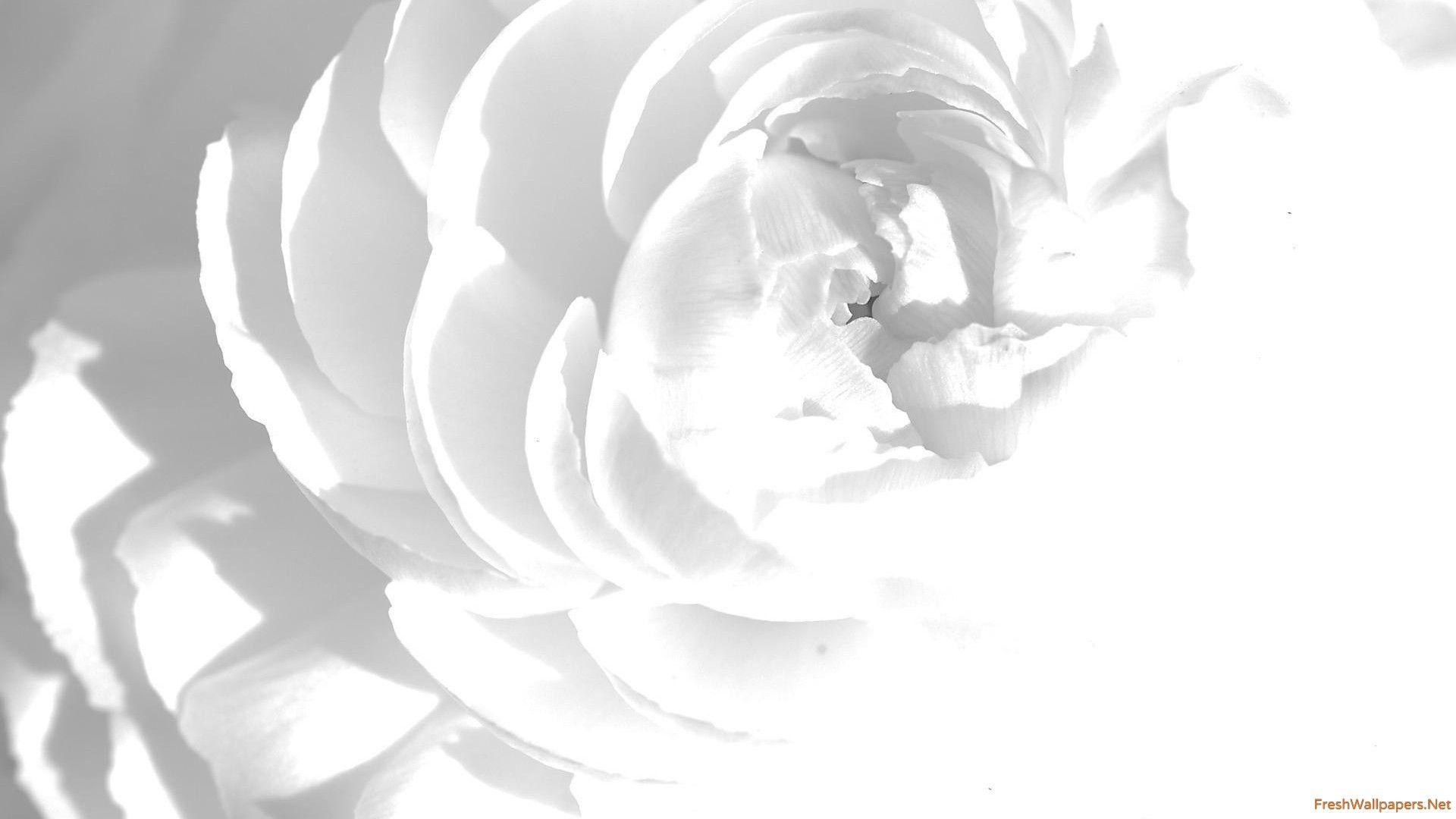 1920x1080 White Peony hình nền