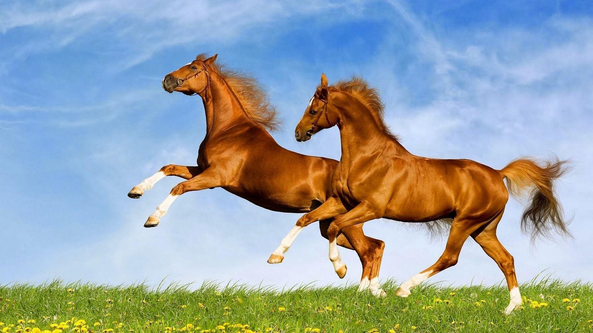 Turkish Horse Wallpapers - Top Free Turkish Horse Backgrounds ...