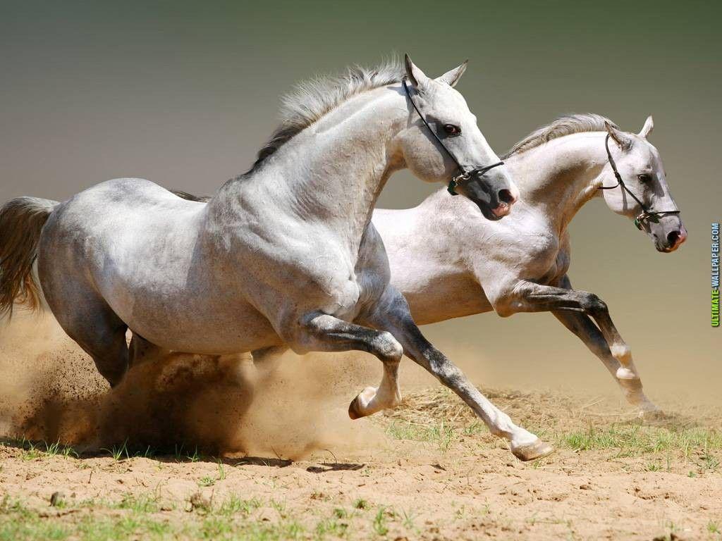 1024x768 Wallpaper Predominant Color: Runing Horses Horse
