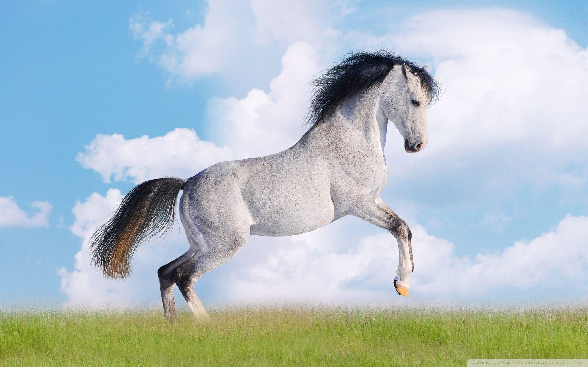 1920x1200 1080p Horse Wallpaper, 48 1080p Horse HD Wallpaper Background, W