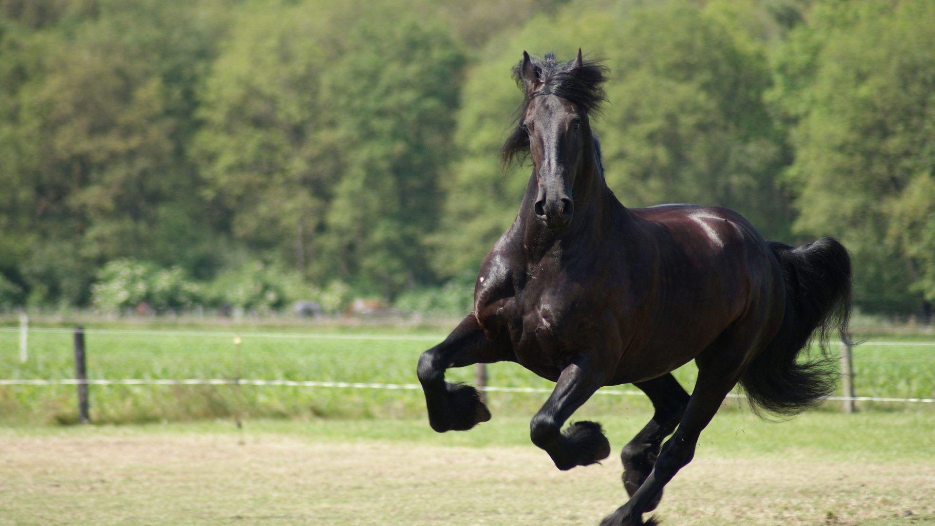 Turkish Horse Wallpapers - Top Free Turkish Horse Backgrounds