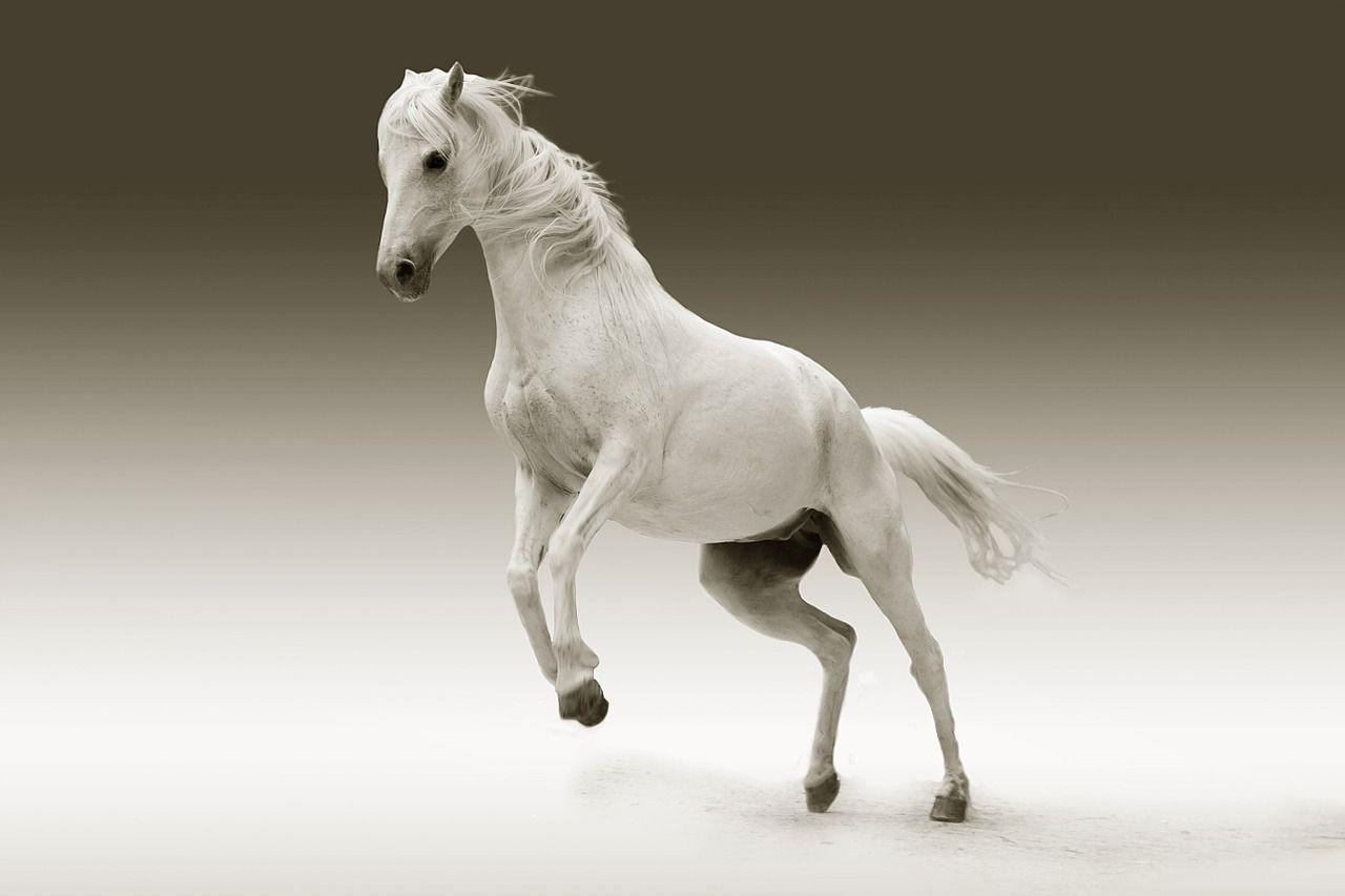 1280x853 Free Image Animal Nature Ride. White horses