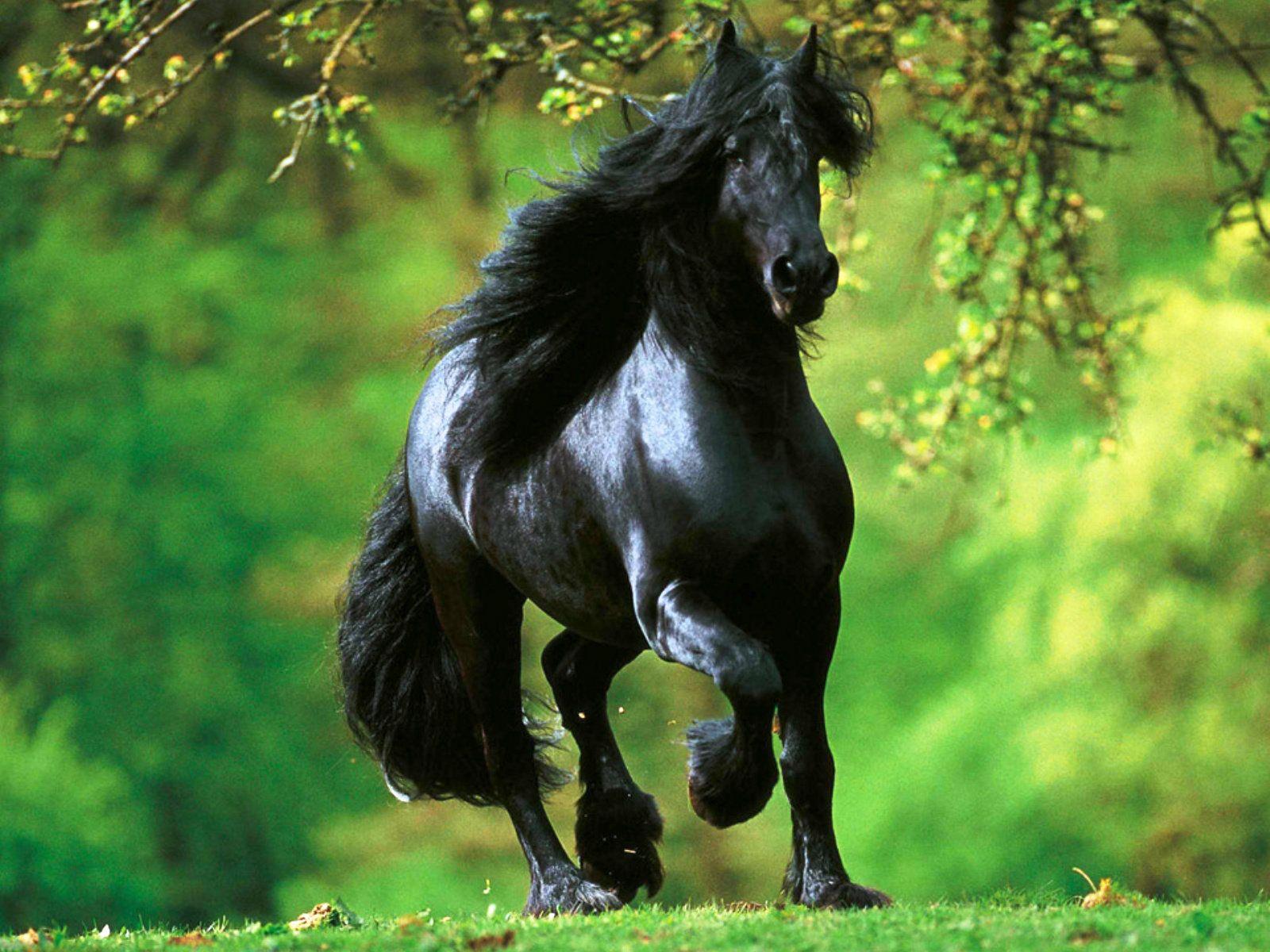 1600x1200 1080p Horse Wallpaper, 48 1080p Horse HD Wallpaper Background, W