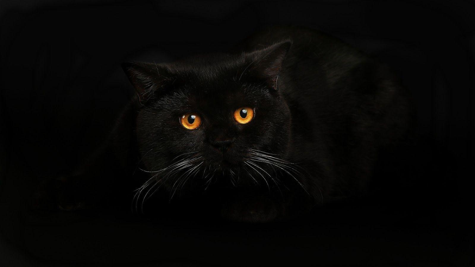 1600x900 Wallpaper Black Cat