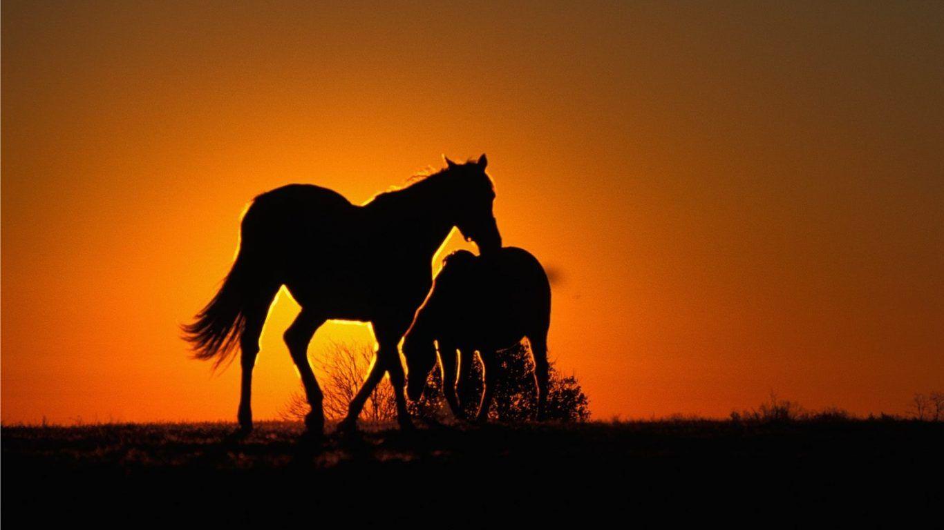 Turkish Horse Wallpapers - Top Free Turkish Horse Backgrounds
