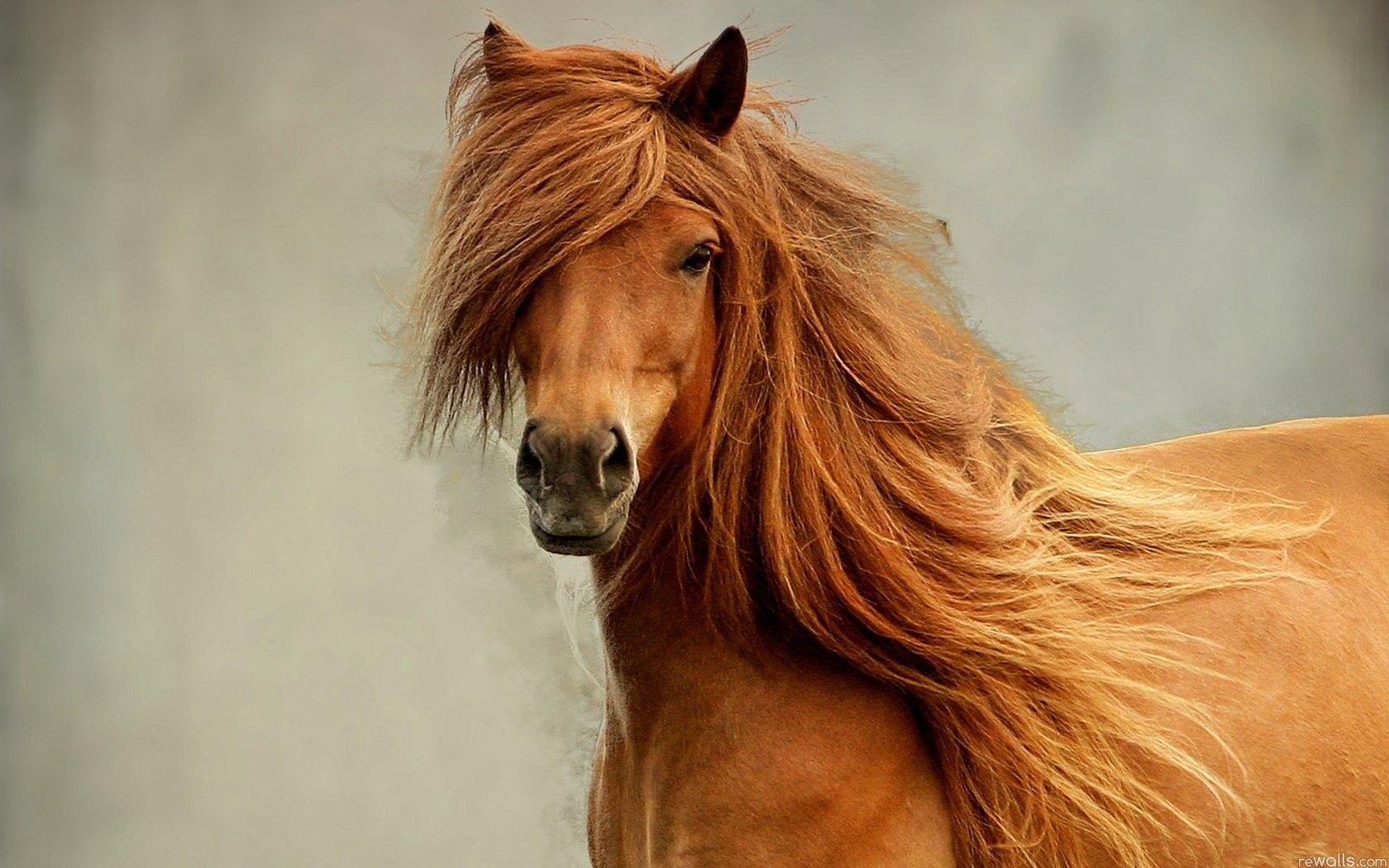 Turkish Horse Wallpapers - Top Free Turkish Horse Backgrounds ...