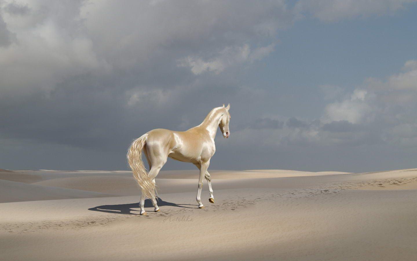 1440x900 Akhal Teke. The Most Beautiful Horse In The World. Animals Rock