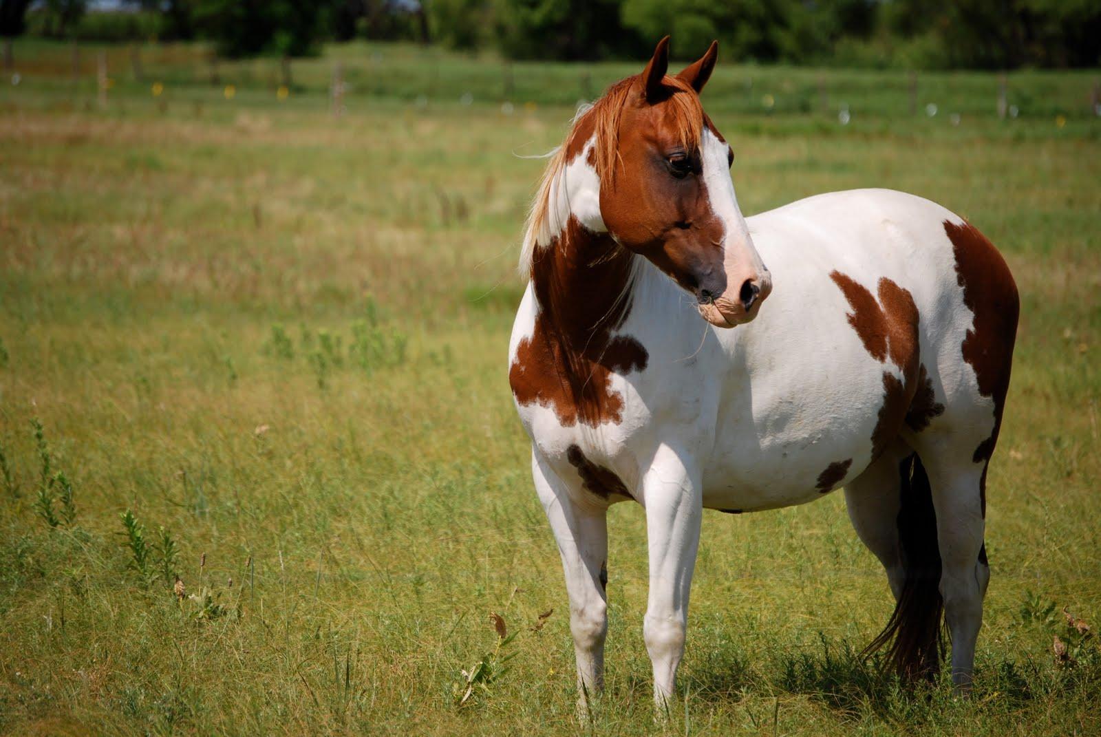 1600x1071 American Paint Horse Info, Origin, History, Picture. Horse Breeds