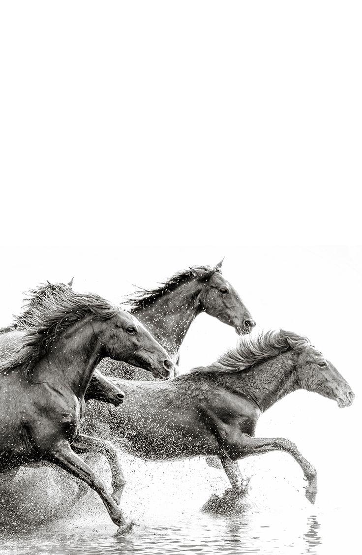 736x1128 B.co.uk. tatto wild. Horse, Animal