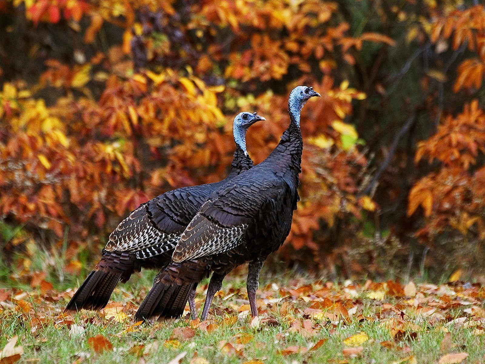 1600x1200 Wild Animals Free Turkeys In Autumn 444902 Wallpaper wallpaper