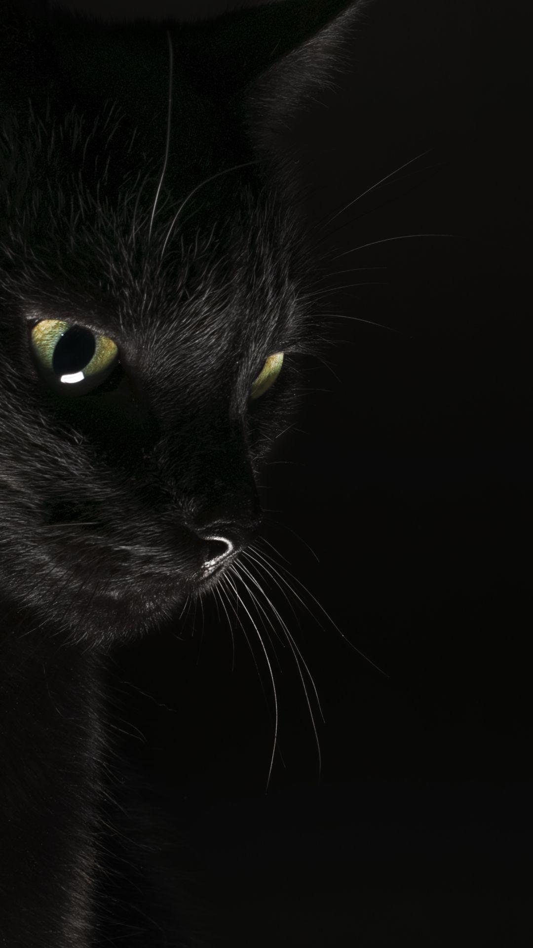 Black Cat Wallpapers - Top Free Black Cat Backgrounds - WallpaperAccess