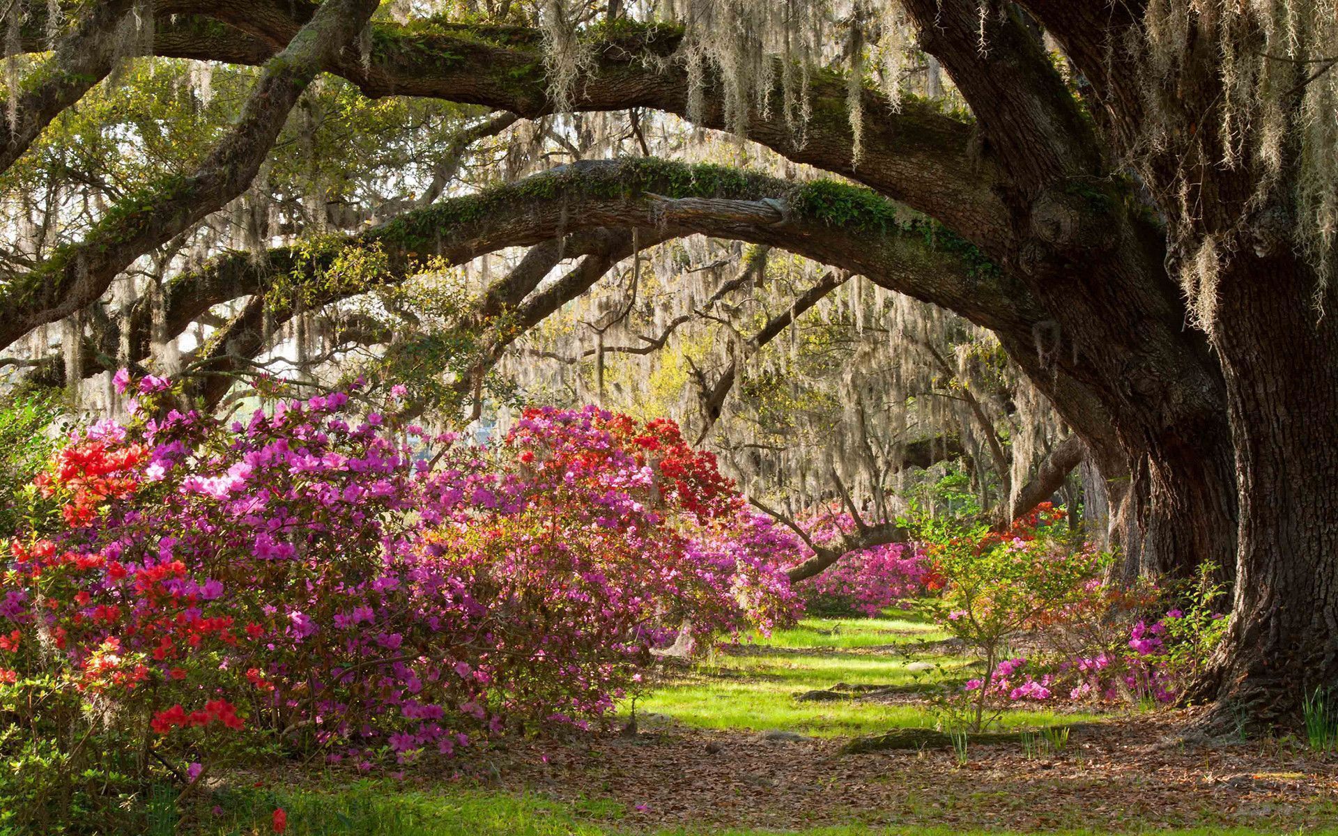 1920x1200 Flower Garden Wallpaper