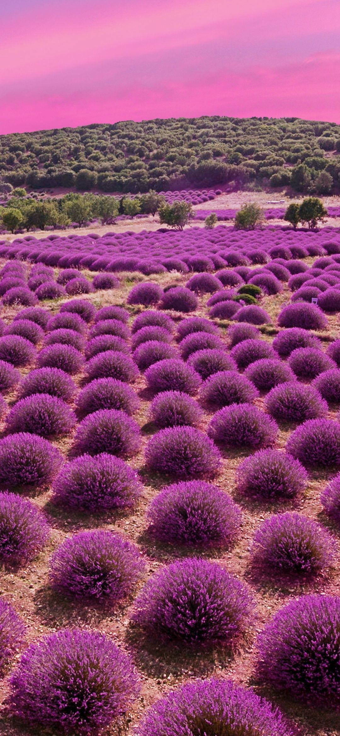 1080x2340 Lavender fields Wallpaper 4K, Landscape, Pink sky, Garden