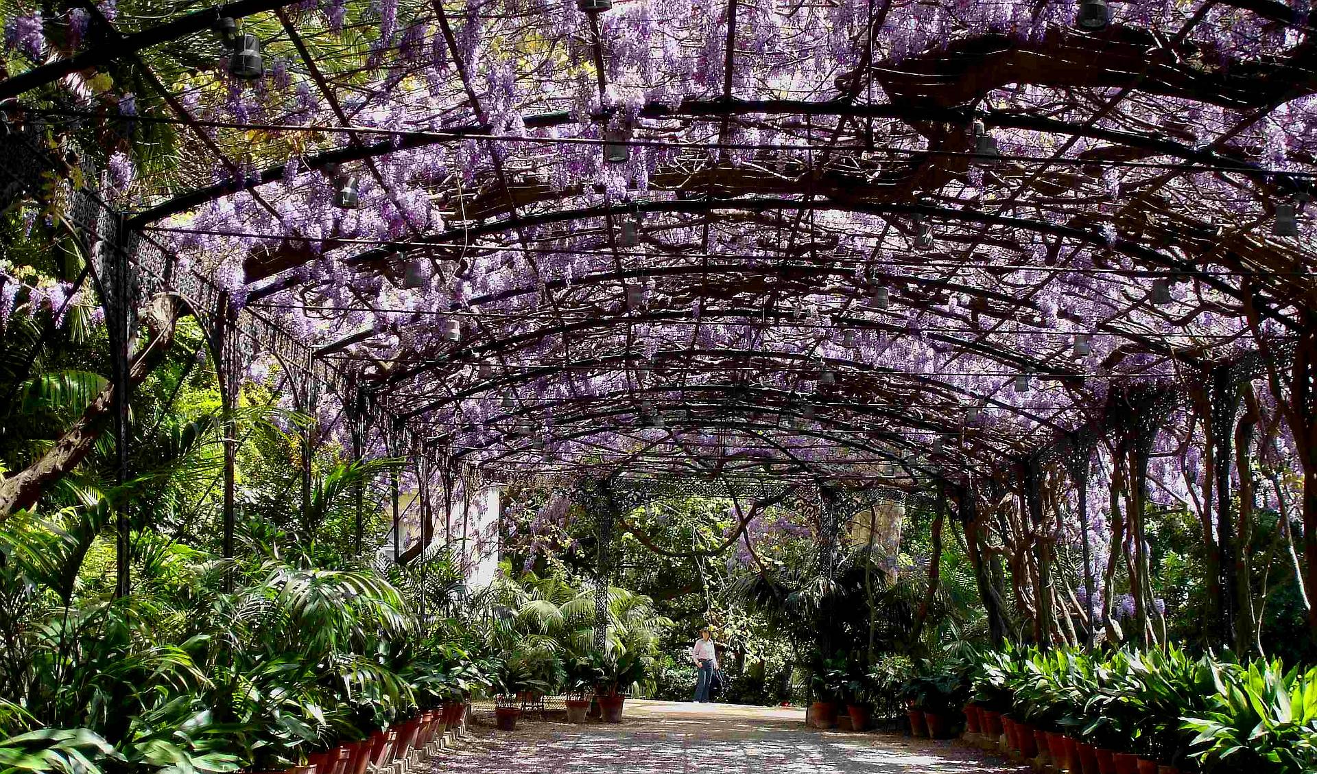 1920x1128 Free download HD Wisteria At La Concepcion Gardens Malaga Spain Wallpaper [1920x1128] for your Desktop, Mobile & Tablet. Explore Free Wisteria Wallpaper for Computer. Free Wallpaper For Computer, Wisteria