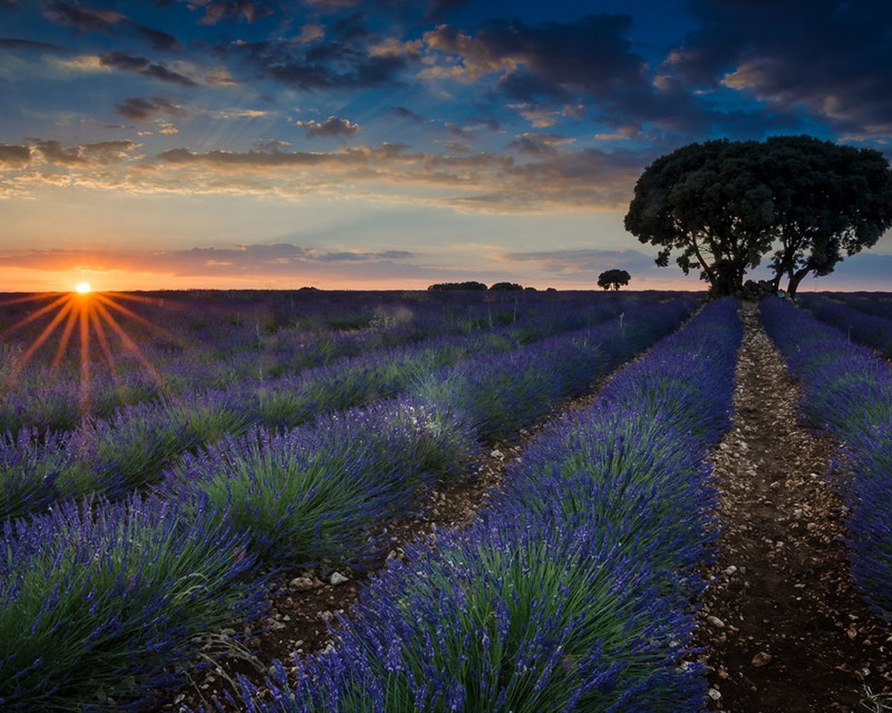 1280x1024 Sunset Fields With Lavender Brihuega Guadalajara Province, Spain Wallpaper For Deskx1200 :