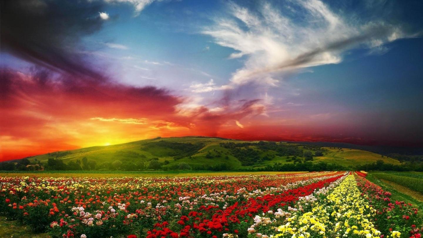 1440x810 Rose Flower Garden Background HD Wallpaper. Imágenes españoles